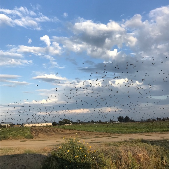 Profile Picture of Alyssa Chamberlain (@amariec6) on Poshmark