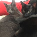 Profile Picture of Cat Jerry & Zoe (@greatjerry_brilliantzoe) on Instagram