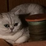 Monika Paulsen - Instagram Profile Picture of Monika Paulsen (@brianna.morag2008) on Instagram