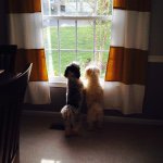 Profile Picture of Luke And Leia (@luke_leia_havanese) on Instagram