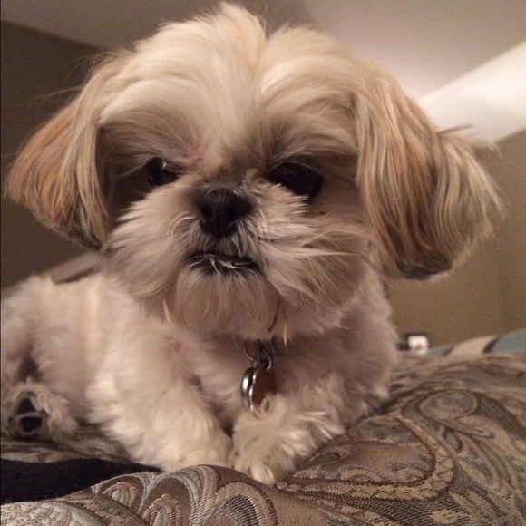 Emily Stich - Poshmark Profile Picture of Emily Stich (@emilysti23) on Poshmark