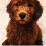 Profile Picture of June Bug Meador Hamilton (@junebugthegoldendoodle) on Instagram