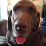 Profile Picture of Shelley Seaton (@seatonshelley) on Instagram