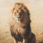Profile Picture of Lion Hearth (@lion.hearth.980938) on Facebook