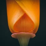 Profile Picture of Myrtle Blaylock (@Myrtle-Blaylock) on Facebook