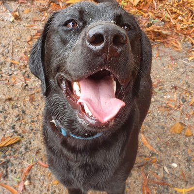 Profile Picture of Adam Ritchie (@fatcat531) on Twitter