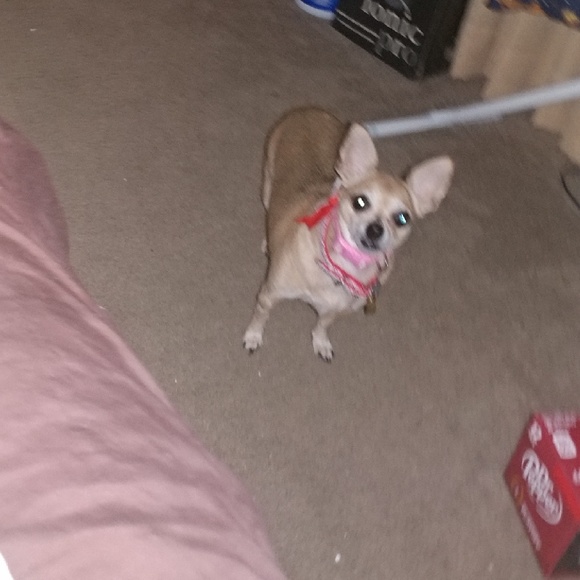 Profile Picture of Dee Dugar (@deedugar) on Poshmark