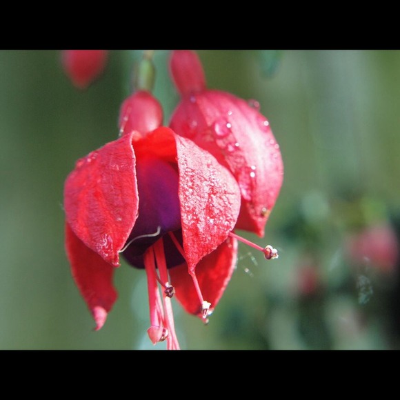 Profile Picture of Megan Kinnett (@mekinnett) on Poshmark