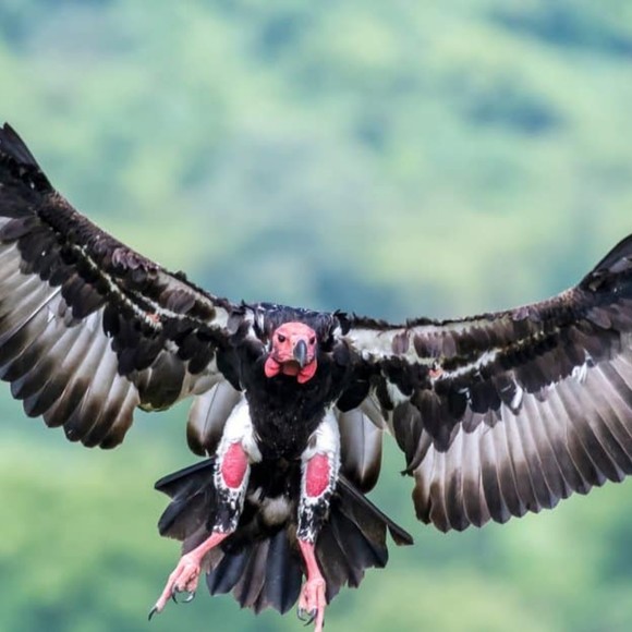 Profile Picture of Audrey Thomas (@navycow) on Poshmark