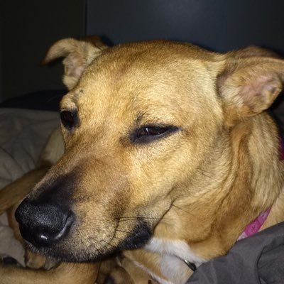 Profile Picture of Andrew Crossett (@drewcro) on Twitter