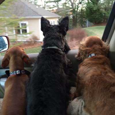 Profile Picture of Shelley Shaffer (@SVShaffer1989) on Twitter
