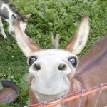 Profile Picture of Maurice Orr (@maurice_orr) on Instagram