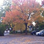 Sarah Razouk - Instagram Profile Picture of Sarah Razouk (@sarah.saraz) on Instagram