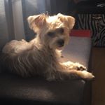 Profile Picture of Cassie Carson (@cassie_the_chorkie_borkie) on Instagram