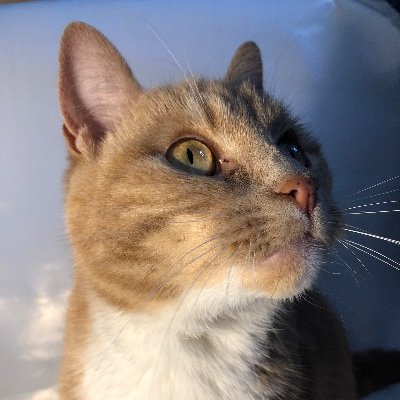 Profile Picture of Ruby Jacobs (@Ruby_J9) on Twitter