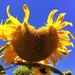 Profile Picture of Annette Ireland (@mooireland) on Pinterest