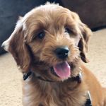 Profile Picture of carlton (@carltondoodle) on Instagram