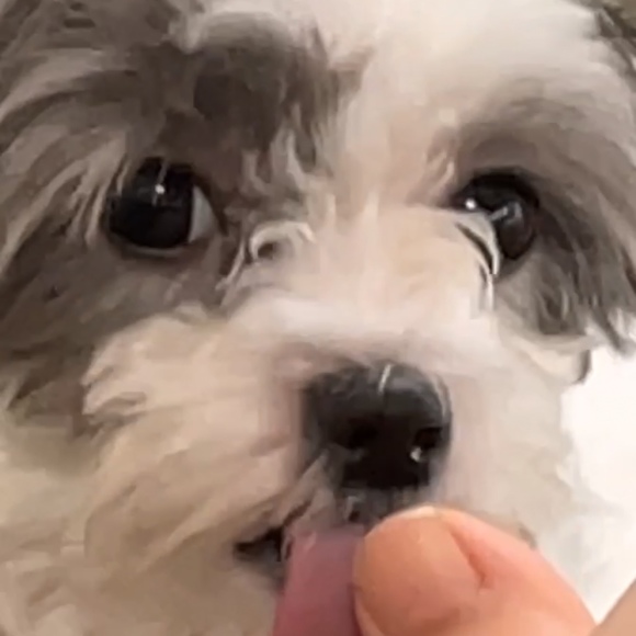 Olivia Medeiros-sakimoto - Poshmark Profile Picture of Olivia Medeiros-sakimoto (@livviems) on Poshmark