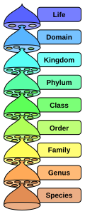 Profile Picture of Genus - Wikipediaon Wikipedia