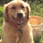 Profile Picture of Pierre Abboud (@p.abboud) on Instagram