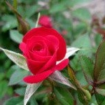 Profile Picture of Glendora (@glendoramoorel) on Instagram