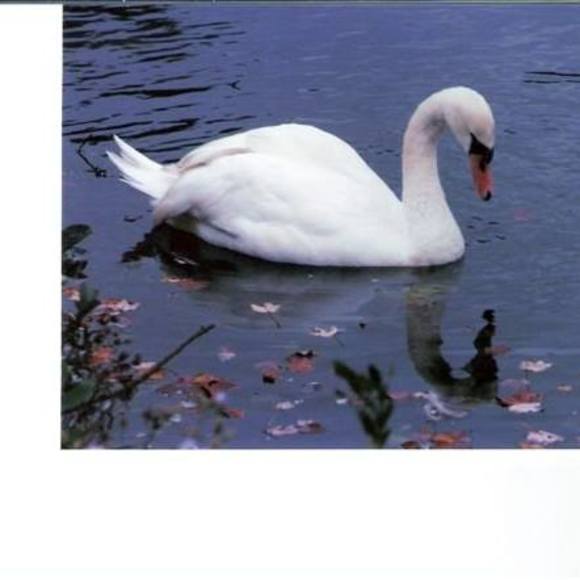 Profile Picture of Darlene Olivadoti (@darlolv) on Poshmark