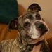 Profile Picture of Lisa Lola Judge (Gabriel) (@lola.rex.12) on Facebook