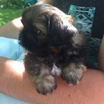 Profile Picture of Moose Bennett (@anedmondskindofdog) on Instagram