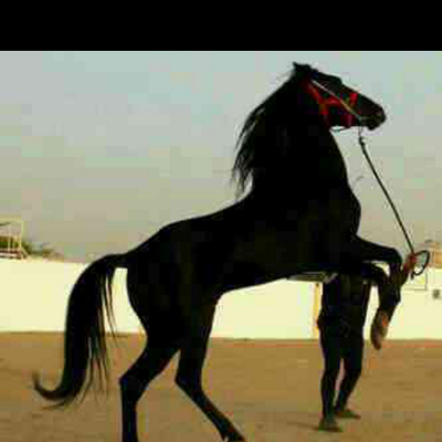 Profile Picture of Omar A Alhariri (@omar0505728775) on Twitter