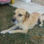 Profile Picture of Virginia Sbrolla (@indeloso) on Instagram