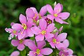 Profile Picture of Sabatia angularison Wikipedia