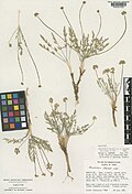 Profile Picture of Cymopterus davisiion Wikipedia