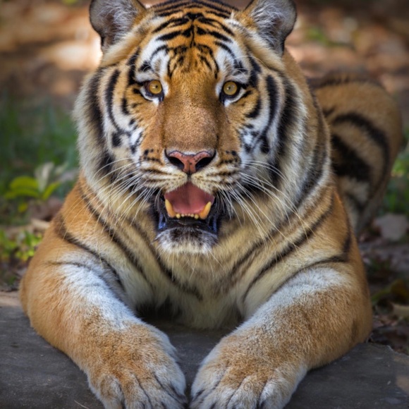 Profile Picture of Pedro Cepeda (@pedrocepeda14) on Poshmark