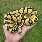 Profile Picture of Adam Serrano Reptiles (@adams_reptiles) on Instagram