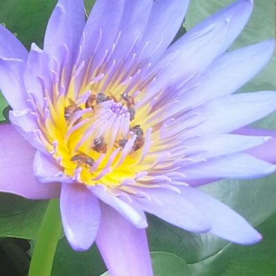 Profile Picture of Peter Siri (@PeterSiri2) on Twitter