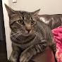 Profile Picture of Peter D’Angelo (@peterdangelo685) on Tiktok