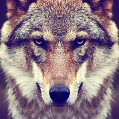 Profile Picture of Ivan (@ivan_grey_Wolf) on Twitter