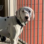 Profile Photo of Dollar “Bill” Nelson (@dollathedalmatian) on Instagram