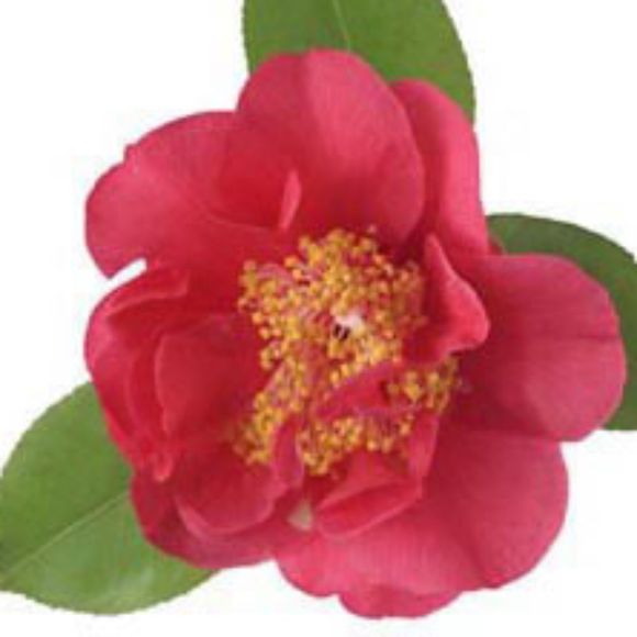 Profile Picture of Dominique Langerman (@gymgirl619) on Poshmark