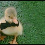 Profile Picture of Alexander Anastacio (@alianastacio17) on Instagram