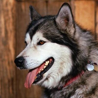 Profile Picture of Chris Digby (@chris_digby) on Twitter