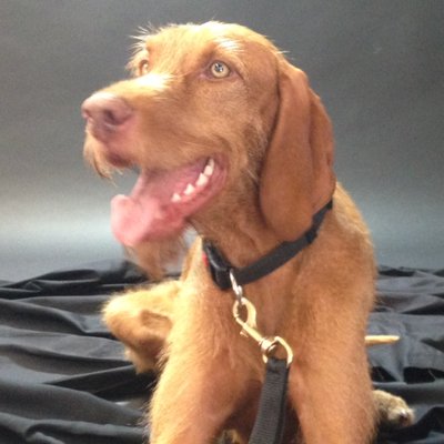 Profile Picture of Sophie Massieu (@sophiedty) on Twitter