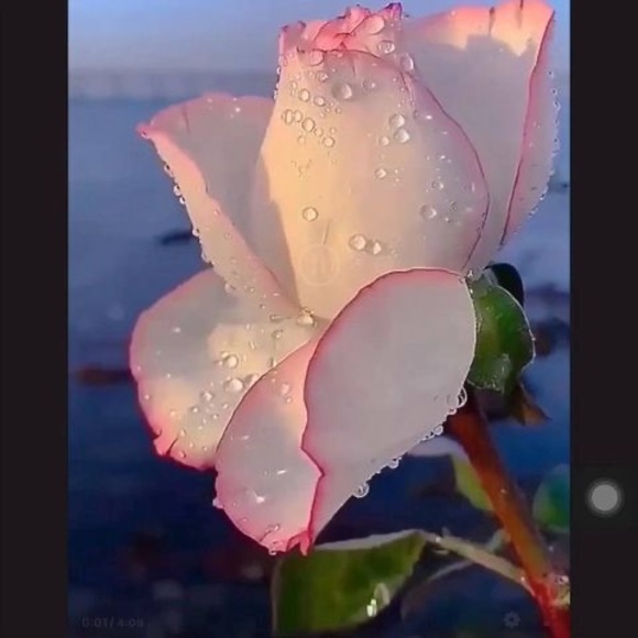 Profile Picture of Han Huynh (@hanhuynh473) on Poshmark