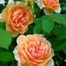 Profile Picture of Dora Fernandez (@dora.fernandez.35325074) on Facebook