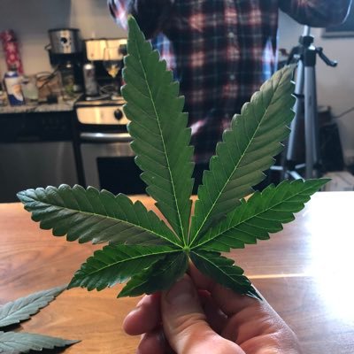 Profile Picture of Brandon Samuel (@BSamStrainprint) on Twitter