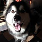 Profile Picture of Debra Hamm (@malamutecrazy) on Instagram