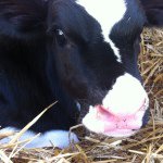 Profile Picture of Jamie Klein (@jklein17) on Instagram