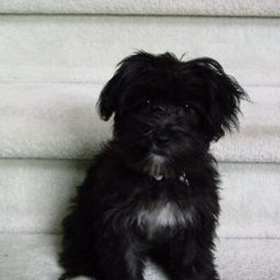 Profile Picture of Ben Smith (@Benson_Smith) on Twitter