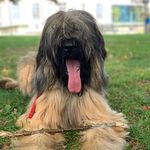 Profile Picture of Tokaj Briard 🐶🔥 (@tokaj_briard) on Instagram