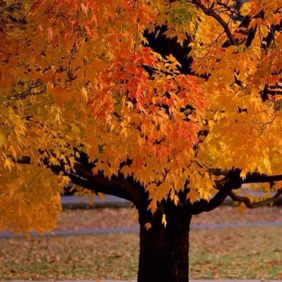 Tanya Hussain - Twitter Profile Picture of Tanya Hussain (@HussainTanya) on Twitter